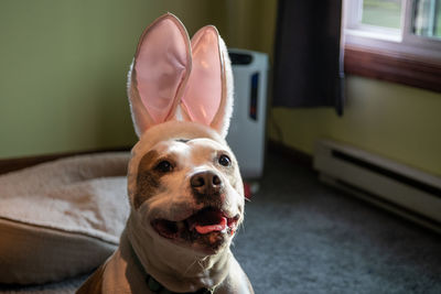Close-up portrait of a dog at home