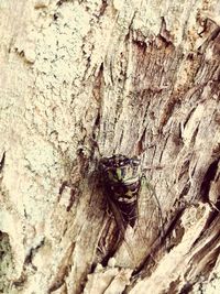 Close-up of insect on wood