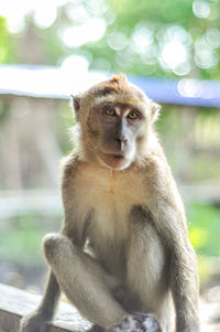 Portrait of monkey sitting outdoors