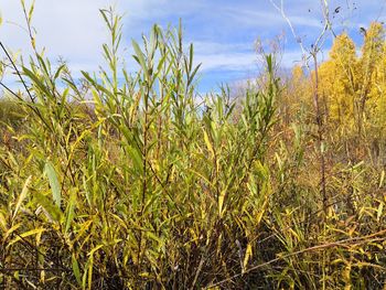 Plants growing on field against sky