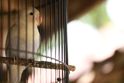 Close-up of a bird in cage