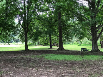 Trees on landscape