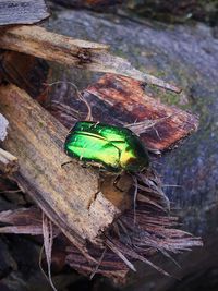 Close-up of caterpillar on wood