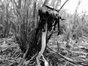 Close-up of plant against sky