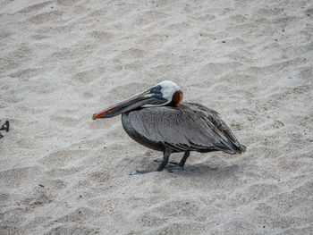 High angle view of bird on beach