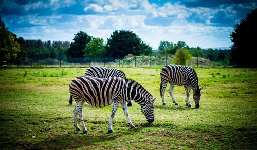 Zebra grazing on grassy field