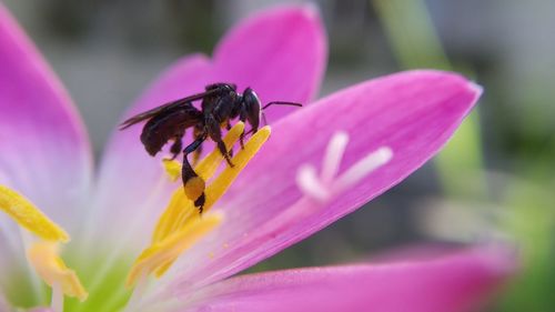 Close-up of insect on pink flower