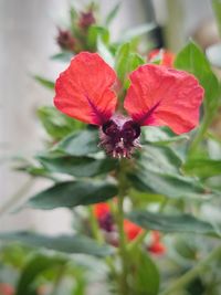 Close-up of red hibiscus blooming outdoors