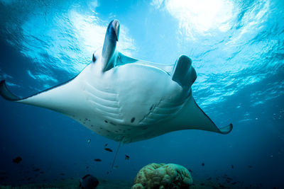 Low angle view of fish in sea