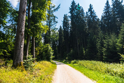 Road amidst trees in forest
