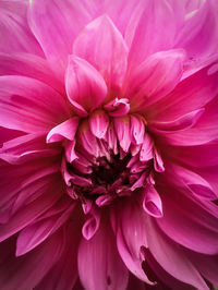 Close-up of pink dahlia