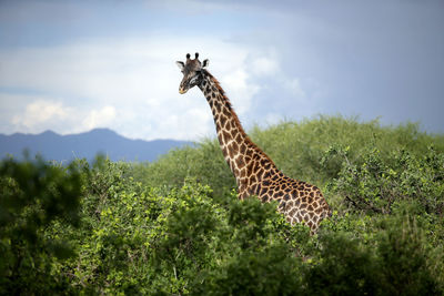 Giraffe in a green landscape