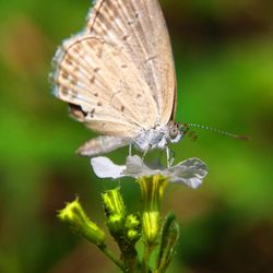 Close-up of butterfly pollinating on flower