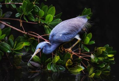 Close-up of a tri color heron