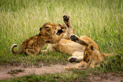One lion cub lies fighting with another