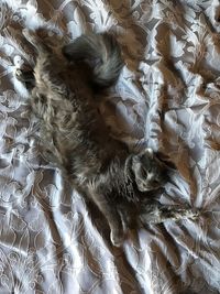 Full frame shot of cat