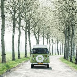 Road amidst trees in city