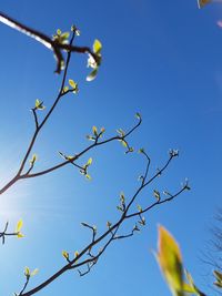 Low angle view of flowers against blue sky