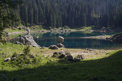 Scenic view of lake in forest