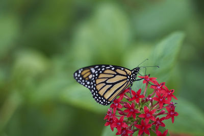 Close-up of butterfly pollinating on flower