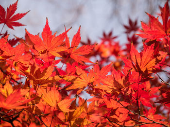 Close-up of maple leaves on tree