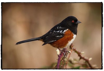 Close-up of bird perching outdoors