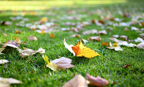 Close-up of autumn leaves on field