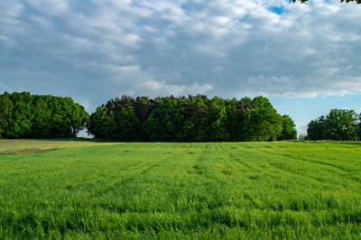 Scenic view of grassy field against sky