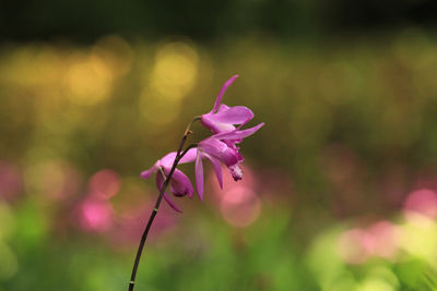 Close-up of pink flowering plant