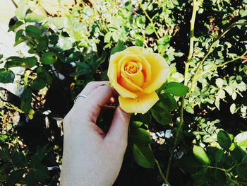 Cropped image of hand holding flower blooming outdoors