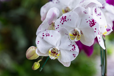 Close-up of cherry blossom