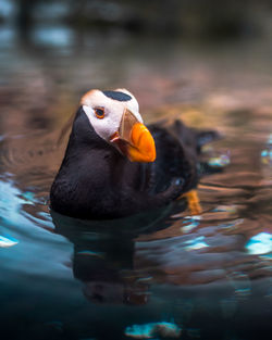 Duck swimming in lake