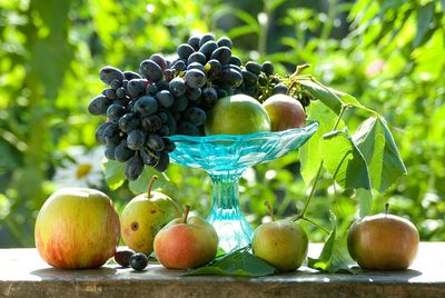 Close-up of fruits growing on tree