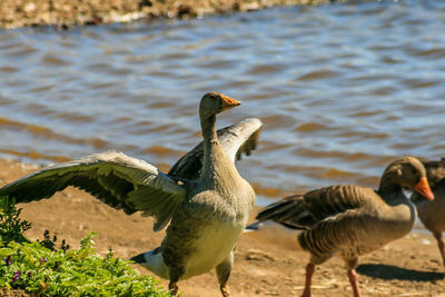 Ducks on lake