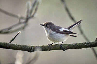 Low angle view of bird perching on branch