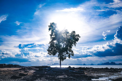 Silhouette tree on landscape against sky