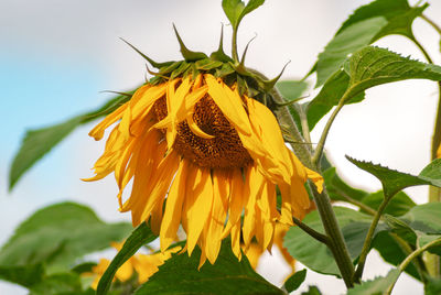 Close-up of yellow flowering plant