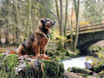 Dog sitting on rock