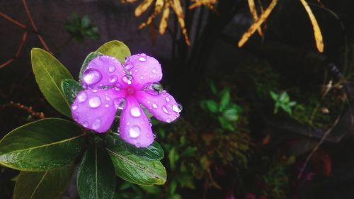 Close-up of water drops on pink flower