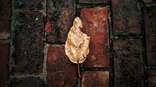 Directly above shot of dry leaf on wall