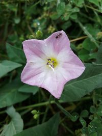 Close-up of hibiscus blooming outdoors