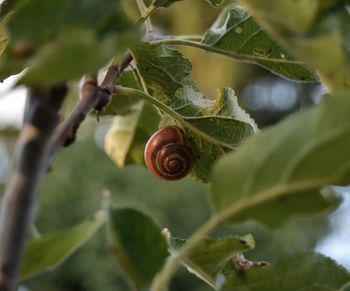 Close-up of snail on leaf