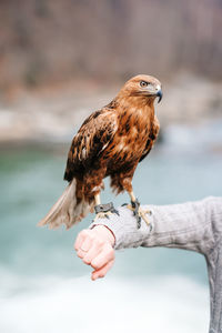 Close-up of owl perching on hand