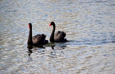 Black swan swimming in lake