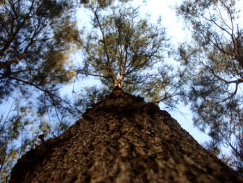 Low angle view of trees against sky