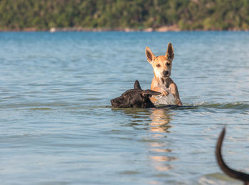 Portrait of dog in the lake