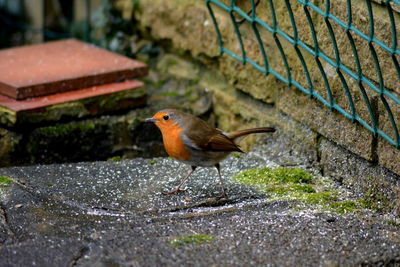 Close-up of bird