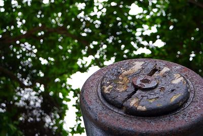 Close-up of old tree trunk