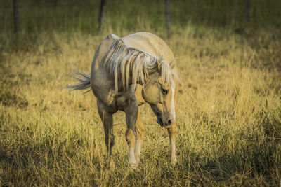 Horse in a field