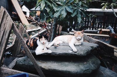 Cats sitting in yard